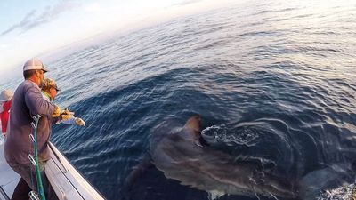 Image for story: 3,000-pound, 16-foot great white shark caught off Hilton Head, SC