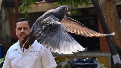 Image for story: Pigeon detained for 8 months on espionage suspicions finally released