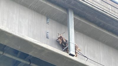 Image for story: 'Spider-Man' goat rescued after becoming stuck nearly 80 feet high on concrete ledge