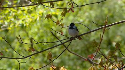 Image for story: Sounds of nature soothe nerves jarred by COVID-19 crisis