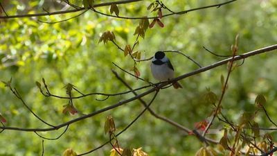 Image for story: Sounds of nature soothe nerves jarred by COVID-19 crisis