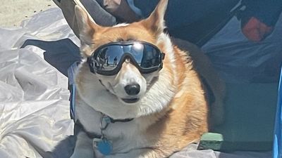 Image for story: PHOTOS: Corgis walk, run, and waddle at annual Corgi Beach Takeover day