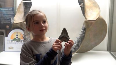 Image for story: 9-year-old Maryland girl finds 15-million-year-old Megalodon shark tooth