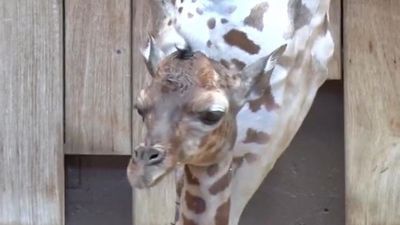 Image for story: Milwaukee County Zoo welcomes baby giraffe