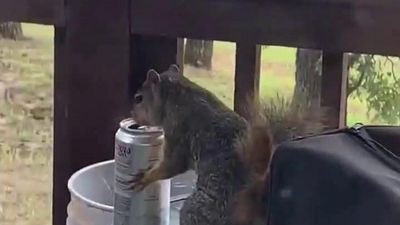 Image for story: Party squirrel hits the beer at Oklahoma lake house