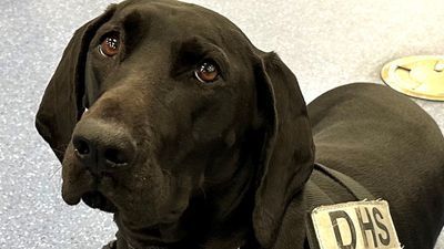 Image for story: Las Vegas airport K9 named finalist in TSA's 'Cutest Canine' contest