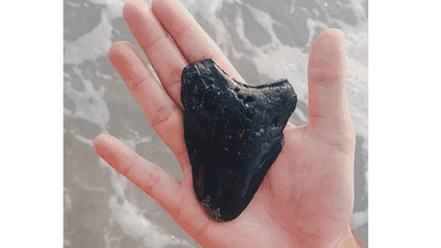 Image for story: Couple finds prehistoric megalodon tooth on NC beach