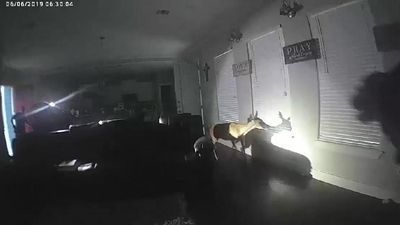 Image for story: Oh deer. Texas police surprised when they find a deer in a house