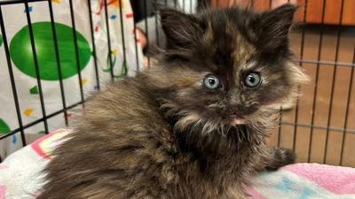 Image for story: Rare hermaphrodite male tortoiseshell kitten surprises vets at Oregon shelter