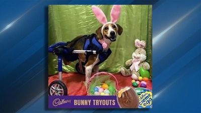 Image for story: Two-legged dog named Lieutenant Dan wins Cadbury Bunny contest 