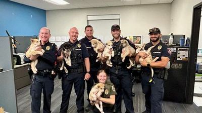 Image for story: Puppy patrol: Police seek homes for seven 'Dwarf' pups found on roadway