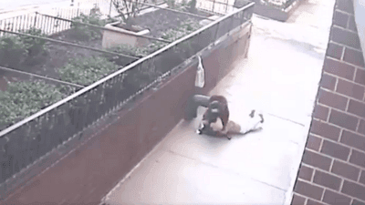 Image for story: Assault caught on camera in broad daylight in New York