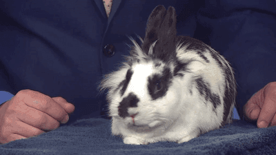 Image for story: Thinking about gifting a bunny for Easter? Consider buying a chocolate one instead