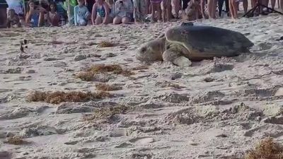 Image for story: Loggerhead turtles return to Atlantic Ocean