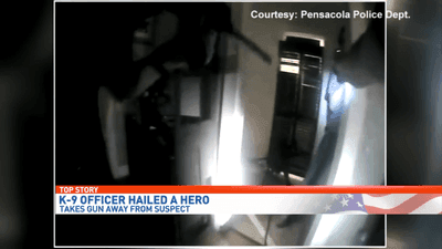 Image for story: Pensacola K-9 takes gun away from suspect, hailed a hero