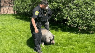 Image for story: 300-pound potbellied pig escapes enclosure, lured home with fruit snacks