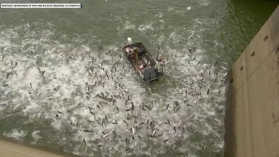 Image for story: Asian carp jump from Kentucky lake as 'electrofishing' is used in study