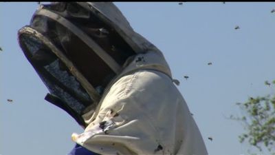 Image for story: One million killer bees are threatening an entire neighborhood in far east El Paso, Texas