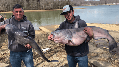 Image for story: Massive catfish caught in East Tennessee