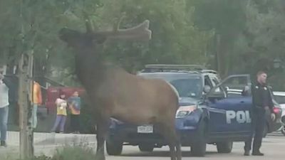 Image for story:  WATCH: Large bull elk wandering around a parking lot in Colorado