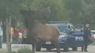 Image for story:  WATCH: Large bull elk wandering around a parking lot in Colorado