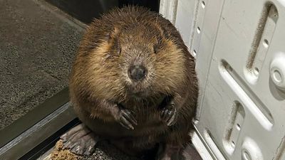 Image for story: Police capture beaver roaming streets of Maine