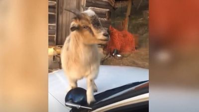 Image for story: VIDEO: Alabama deputy serving papers finds goat eating documents in patrol car