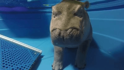 Image for story: Fiona the hippo makes a splash after topping 200 pounds