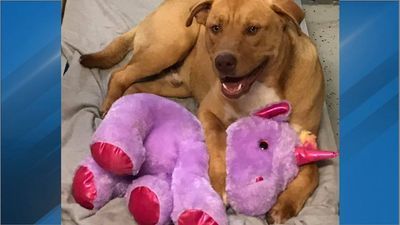 Image for story: Stray dog who befriended purple unicorn finds adopter