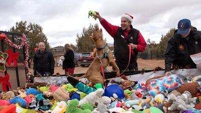 Image for story: Sanctuary dogs enjoy Christmas tradition with sleigh of toys