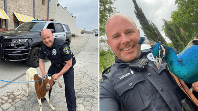 Image for story: Wild April Fools' chase: Texas officer corrals wayward goat and injured peacock