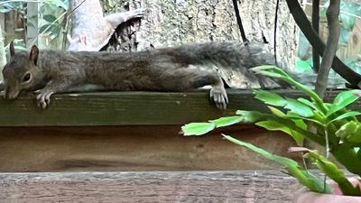 Image for story: Squirrels 'sploot' to beat the heat: A furry fight against sizzling summer temperatures