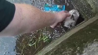 Image for story: Kittens rescued from storm drain find 'fur-ever' homes 