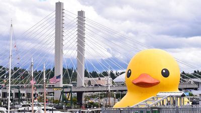 Image for story: World's largest duck spotted in Tacoma