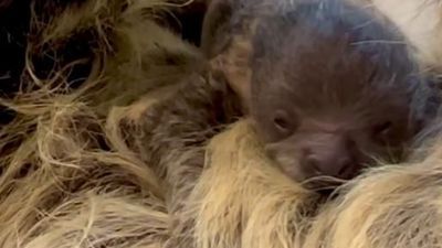 Image for story: Meet Cincinnati Zoo's newest addition: Lightning the sloth welcomes adorable baby