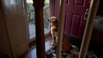 Image for story: When it's 90+ degrees out, 150-degree asphalt can scorch your dog's paws