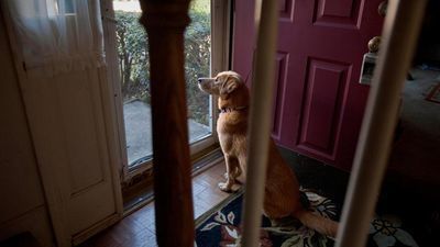 Image for story: When it's 90+ degrees out, 150-degree asphalt can scorch your dog's paws