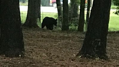 Image for story: Black bear spotted near downtown Myrtle Beach