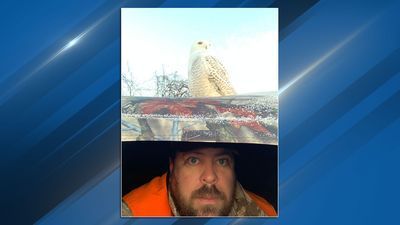 Image for story: Rare shot: Snowy owl perches atop Michigan hunter's blind