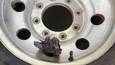 Image for story: Firefighters rescue kitten stuck in truck's tire rim