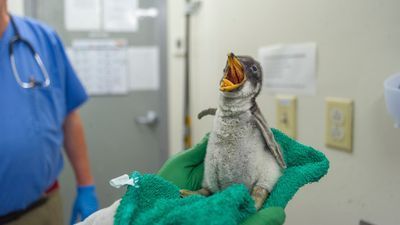 Image for story: Precious penguin, tiny turtles, pint-sized puffers part of baby boom at Tennessee Aquarium