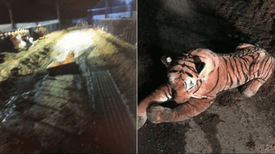 Image for story: Cops have hour-long standoff with stuffed toy tiger