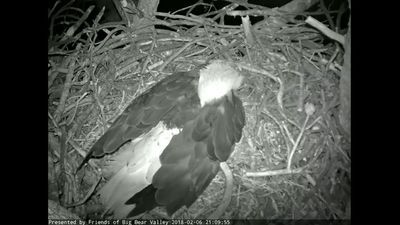 Image for story: Watch live for 2 baby bald eagles to hatch