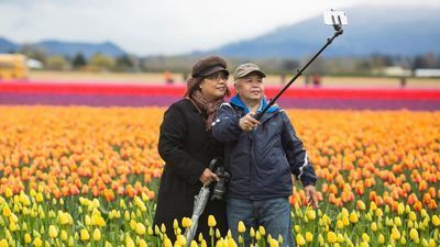 Image for story: PHOTOS | Skagit Valley tulips are in full bloom