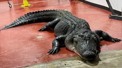 Image for story: Alligator hunters bring in 13-ft, 825-pound gator from South Carolina lake