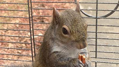 Image for story: Squirrel cuts power for more than 3,000 people in one city