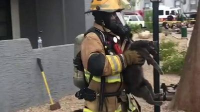 Image for story: Phoenix firefighters reunite cats with owner after apartment fire