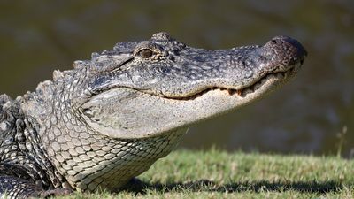 Image for story: Later, gator: Philadelphia Phillies deny emotional support alligator from entering stadium