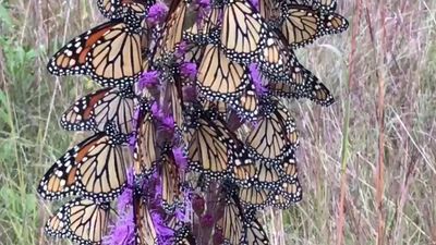 Image for story: WATCH: Monarch butterfly feeding frenzy