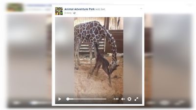 Image for story: WATCH: Not a drill! April the giraffe just gave birth!